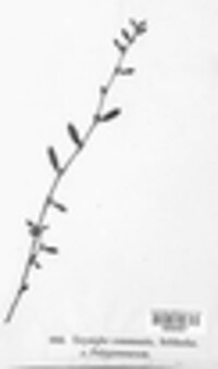 Erysiphe communis var. polygonearum image